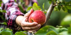 Woman picking an apple