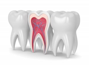 diagram of tooth